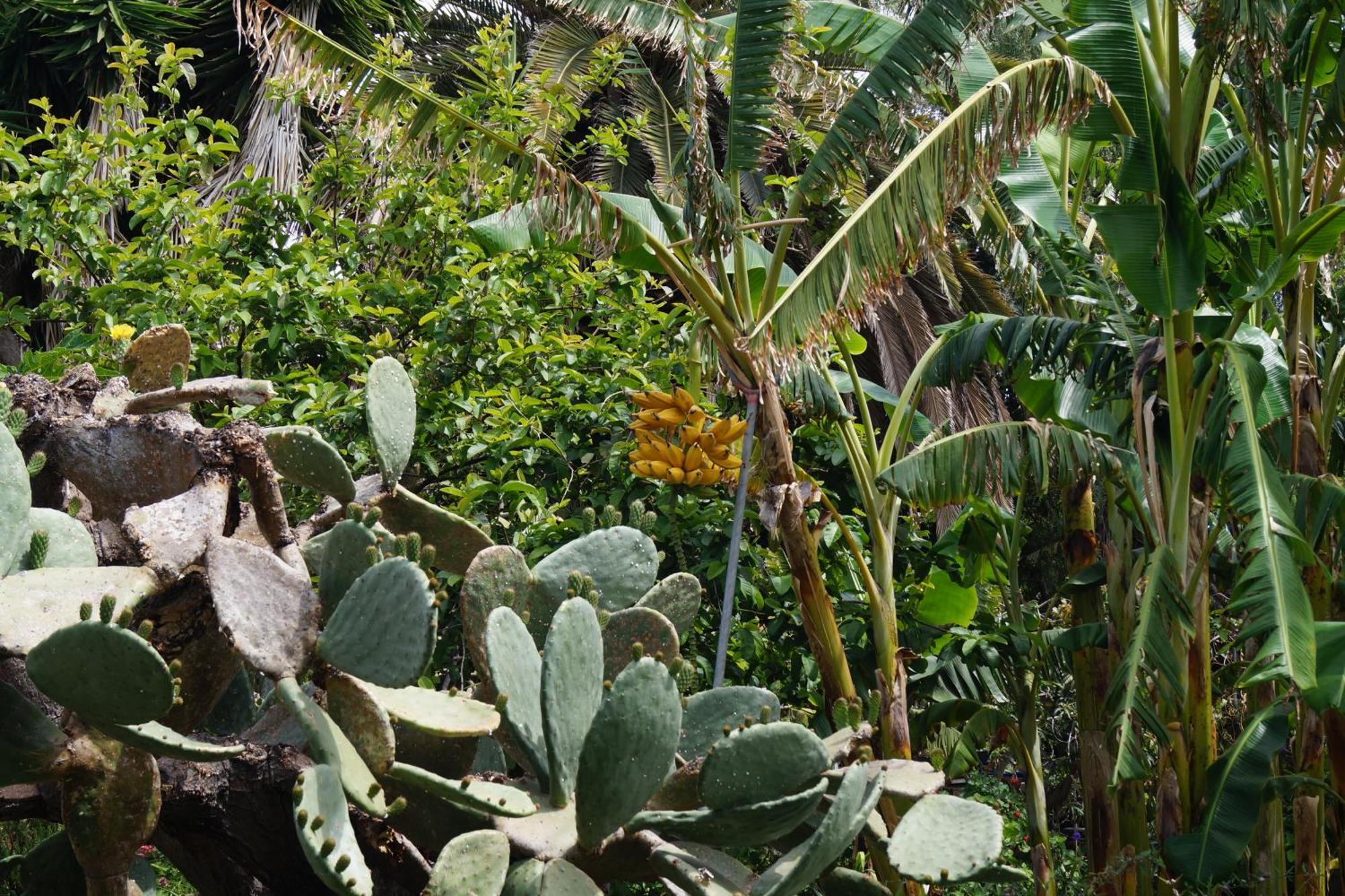 ロス・ジャノス・デ・アリダネ La Casita Del Jardineroヴィラ エクステリア 写真