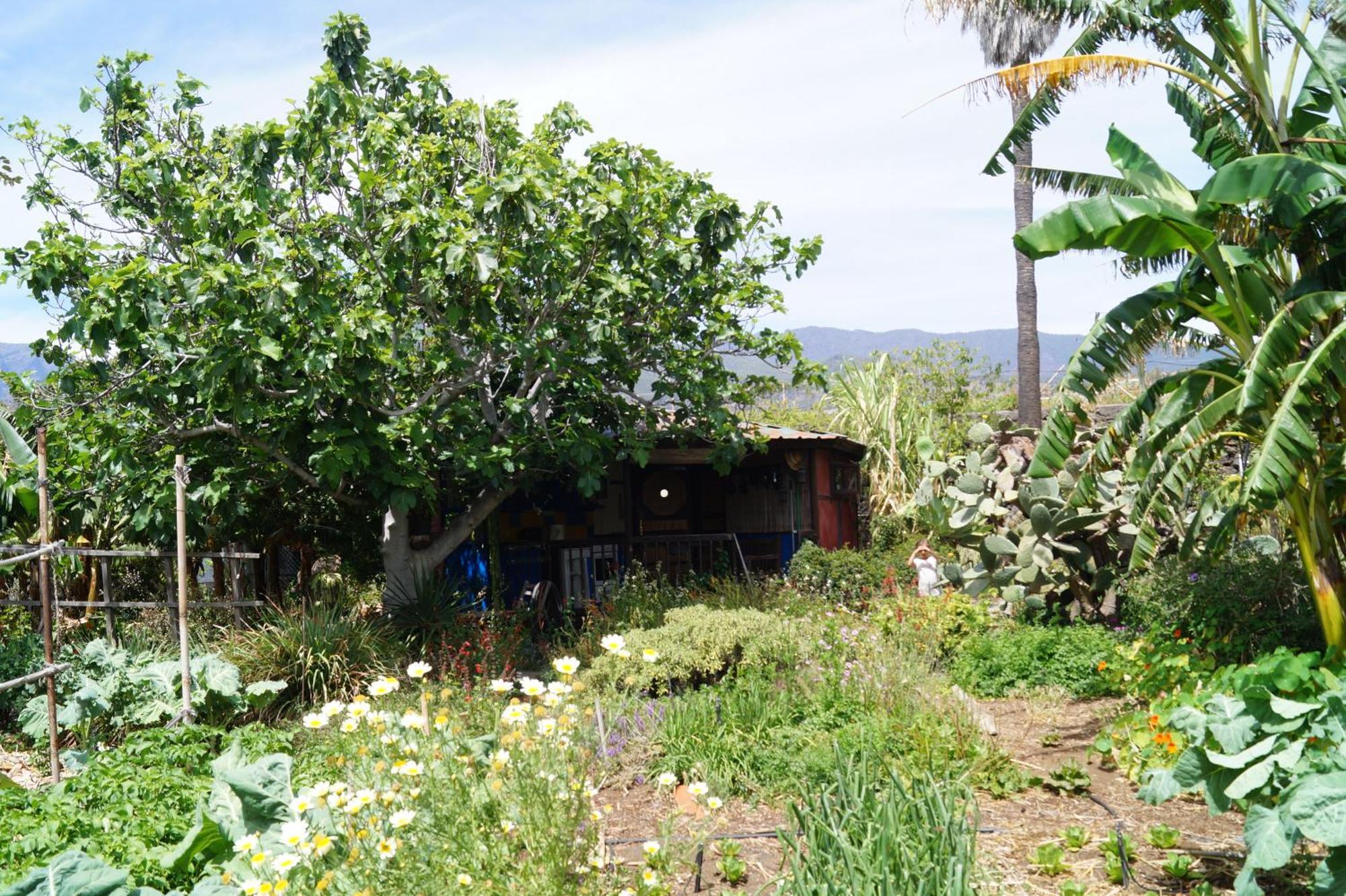 ロス・ジャノス・デ・アリダネ La Casita Del Jardineroヴィラ エクステリア 写真